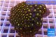 Zoanthus sunset kiwi 8-10 cm WYSIWYG acclimaté