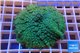 Rhodactis green big leaf 4-6 cm WYSIWYG acclimaté