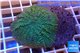 Rhodactis green big leaf 4-6 cm WYSIWYG acclimaté