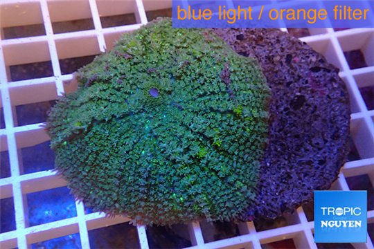 Rhodactis green big leaf 4-6 cm WYSIWYG acclimaté