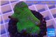 Montipora digitata green 3-5 cm WYSIWYG acclimaté