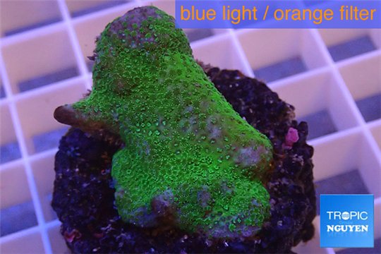 Montipora digitata green 3-5 cm WYSIWYG acclimaté