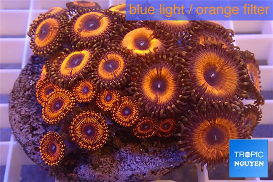 Zoanthus red bam bam 8-10 cm WYSIWYG acclimaté