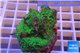 Leptoseris green 3-5 cm WYSIWYG acclimaté