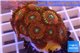 Zoanthus red magician 3-4 cm WYSIWYG acclimaté