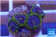 Zoanthus neon green magician blue 4-6 polyps WYSIWYG acclimaté