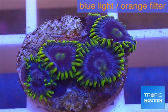 Zoanthus neon green magician blue 4-6 polyps WYSIWYG acclimaté
