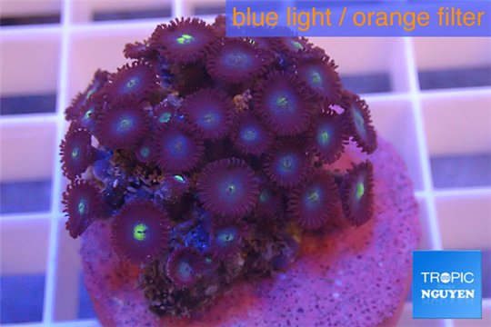Zoanthus blue 3-4 cm WYSIWYG acclimaté