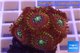 Zoanthus red magician 2-4 cm WYSIWYG acclimaté