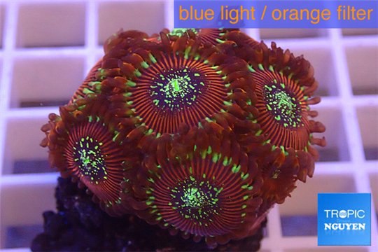 Zoanthus red magician 2-4 cm WYSIWYG acclimaté