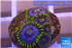 Zoanthus neon green magician blue 4-6 polyps WYSIWYG acclimaté