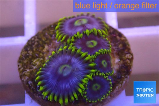 Zoanthus neon green magician blue 4-6 polyps WYSIWYG acclimaté