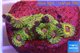 Zoanthus Fijii premium 7-10 polyps WYSIWYG acclimaté