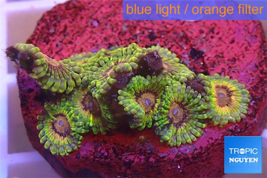 Zoanthus Fijii premium 7-10 polyps WYSIWYG acclimaté