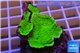 Montipora capricornis green plate 3-4 cm WYSIWYG acclimaté