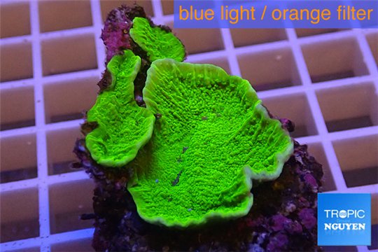 Montipora capricornis green plate 3-4 cm WYSIWYG acclimaté