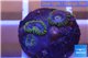 Zoanthus neon green magician blue 3-5 polyps WYSIWYG acclimaté