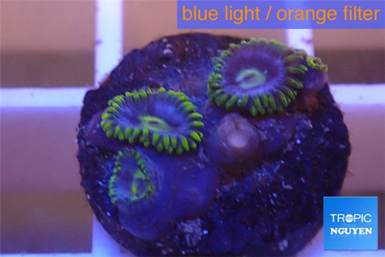 Zoanthus neon green magician blue 3-5 polyps WYSIWYG acclimaté