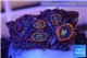 Zoanthus red oxyoides 5 polyps WYSIWYG acclimaté