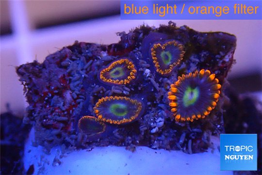 Zoanthus red oxyoides 5 polyps WYSIWYG acclimaté