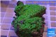 Leptoseris green 3-5 cm WYSIWYG acclimaté