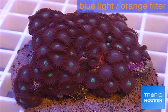 Zoanthus blue + Zoanthus golden 7-9 cm WYSIWYG acclimaté
