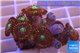 Zoanthus red magician 3-4 cm WYSIWYG acclimaté