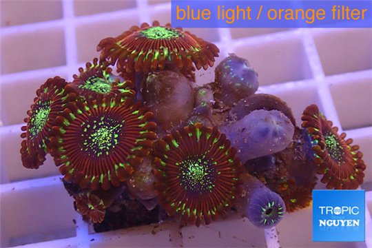 Zoanthus red magician 3-4 cm WYSIWYG acclimaté