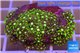 Pachyclavularia neon green 3-5 cm WYSIWYG acclimaté