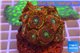 Zoanthus red magician 3-4 cm WYSIWYG acclimaté