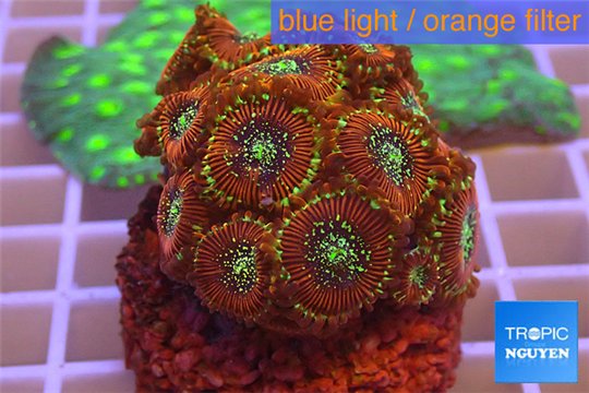 Zoanthus red magician 3-4 cm WYSIWYG acclimaté