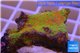 Montipora red fire forest 2-4 cm WYSIWYG acclimaté