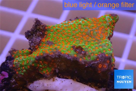 Montipora red fire forest 2-4 cm WYSIWYG acclimaté
