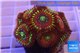Zoanthus red magician 4-5 cm WYSIWYG acclimaté