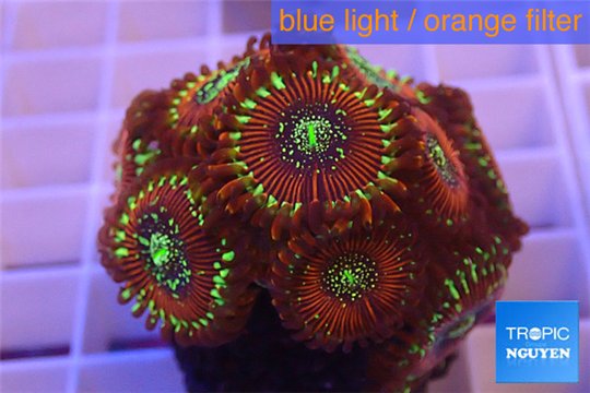 Zoanthus red magician 4-5 cm WYSIWYG acclimaté