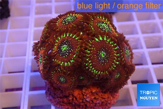 Zoanthus red magician 4-5 cm WYSIWYG acclimaté