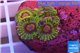 Zoanthus Fijii premium 5-6 polyps WYSIWYG acclimaté