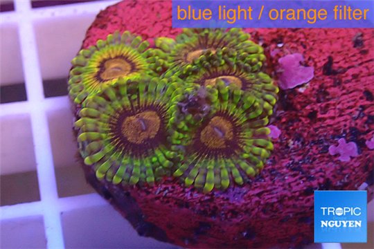 Zoanthus Fijii premium 5-6 polyps WYSIWYG acclimaté