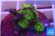 Zoanthus Fijii premium 5-6 polyps WYSIWYG acclimaté