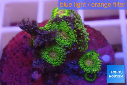 Zoanthus Fijii premium 5-6 polyps WYSIWYG acclimaté