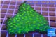 Echinopora lamellosa neon green spot 5-7 cm WYSIWYG acclimaté