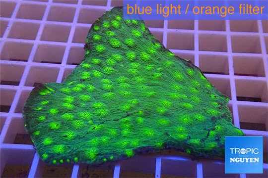 Echinopora lamellosa neon green spot 5-7 cm WYSIWYG acclimaté