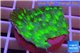 Echinopora lamellosa neon green spot frag 2-4 cm WYSIWYG acclimaté