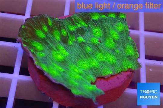 Echinopora lamellosa neon green spot frag 2-4 cm WYSIWYG acclimaté