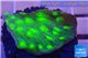Echinopora lamellosa neon green spot frag 2-4 cm WYSIWYG acclimaté