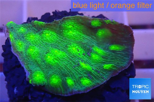 Echinopora lamellosa neon green spot frag 2-4 cm WYSIWYG acclimaté