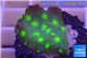 Echinopora lamellosa neon green spot frag 2-4 cm WYSIWYG acclimaté