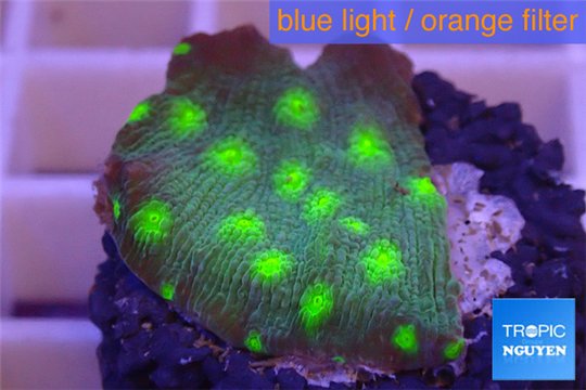 Echinopora lamellosa neon green spot frag 2-4 cm WYSIWYG acclimaté