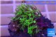 Pachyclavularia neon green 3-4 cm WYSIWYG acclimaté