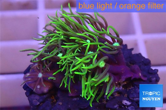 Pachyclavularia neon green 3-4 cm WYSIWYG acclimaté